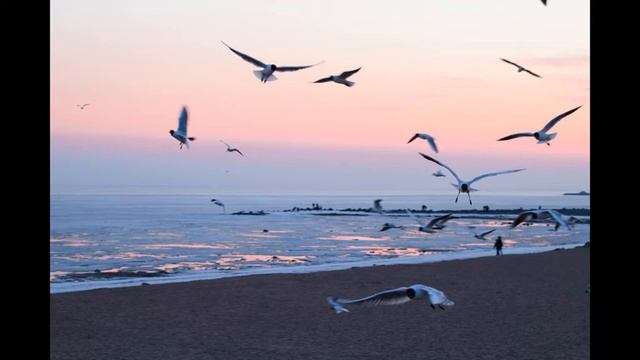 Стая чаек на берегу моря/ Flock of seagulls on the seashore смотреть онлайн