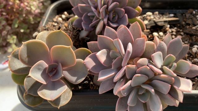 Graptoveria Topsy Debbie | Floreira de suculentas coloridas | Dica de milhões смотреть онлайн