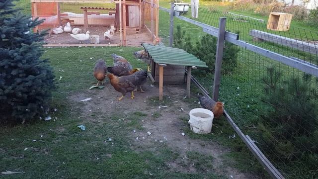 Что же это за порода кур,Билифельдеры. смотреть онлайн