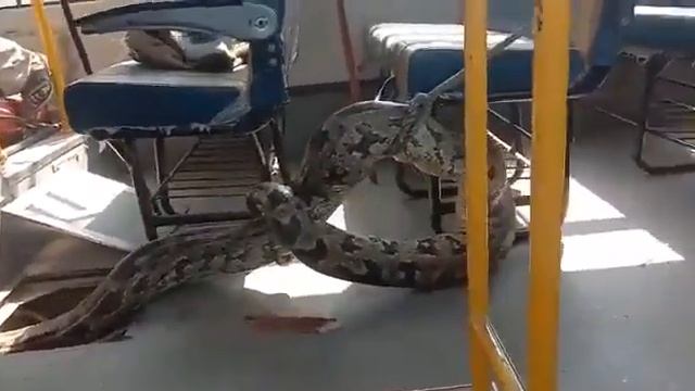 17 October 2022(2) python ಹೆಬ್ಬಾವು смотреть онлайн
