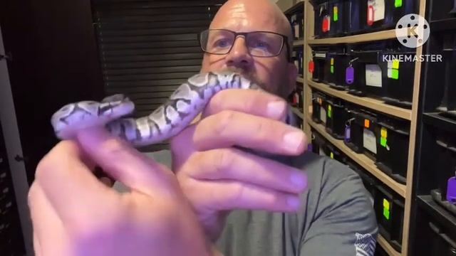 Ball python breeding. Assist feeding hatchlings that won’t eat. смотреть онлайн