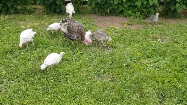 Ручная курочка. Прибыль и убыль в хозяйстве. смотреть онлайн