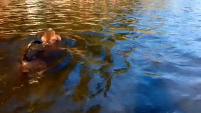 Рэсси на море смотреть онлайн