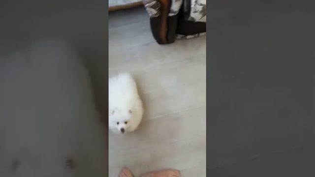 цверг шпиц белый смотреть онлайн