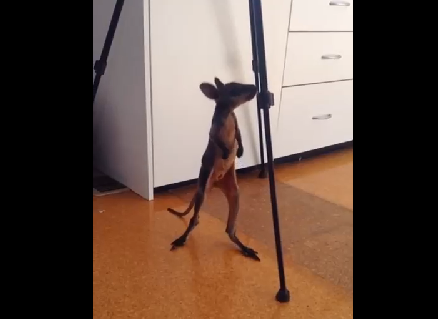 Первые шаги кенгурёнка смотреть онлайн