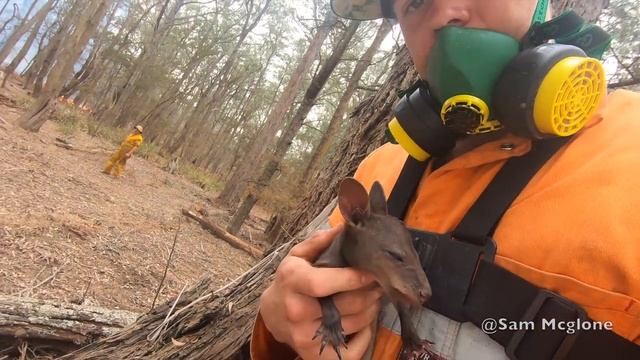 I SAVED A BABY KANGAROOS LIFE IN AUSTRALIA BUSHFIRES смотреть онлайн