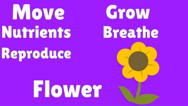 LIVING Things and NONLIVING Things (Science Learning Video for Kids) смотреть онлайн