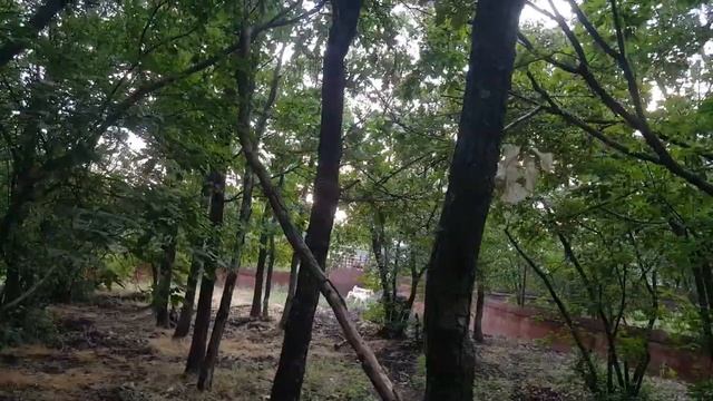 Выращивание щенков лайки для охоты на кабана смотреть онлайн