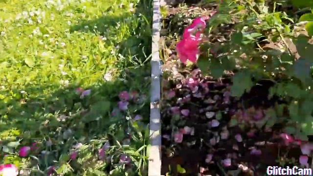 Розы в моем саду . Готовим розы ко второму цветению . Подкормка,обрезка. смотреть онлайн