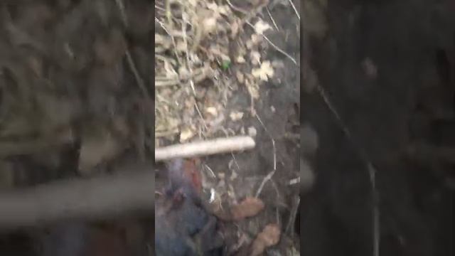 и токи занимаемся норной охотой лиса, барсук и все остальное что живёт в норах продолжение дальше смотреть онлайн
