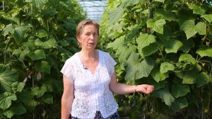 Супер средство от болезней огурцов. Как защитить огурцы от болезней и вредителей.