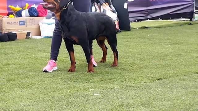 Суки промежуток - моно ротвейлеров Краснодар 2023