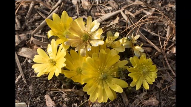 #Адонис #Азинеума #Цветы садовые7 Декоративные растения смотреть онлайн