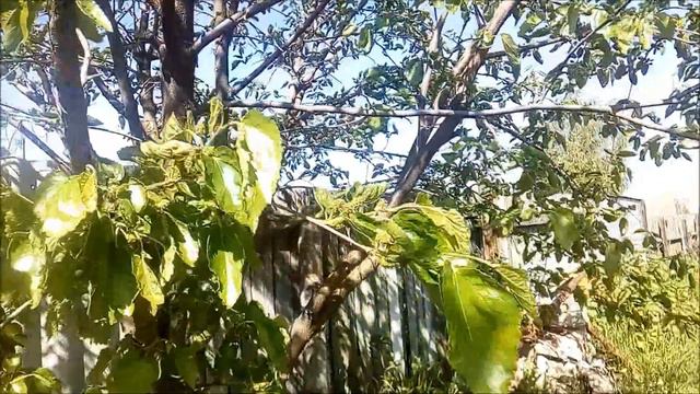 Пробую бороться с тлёй и садовыми муравьями по способу автора канала Владимир Ляшук смотреть онлайн