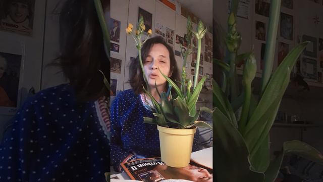 ornitogallo, pianta bulbosa смотреть онлайн