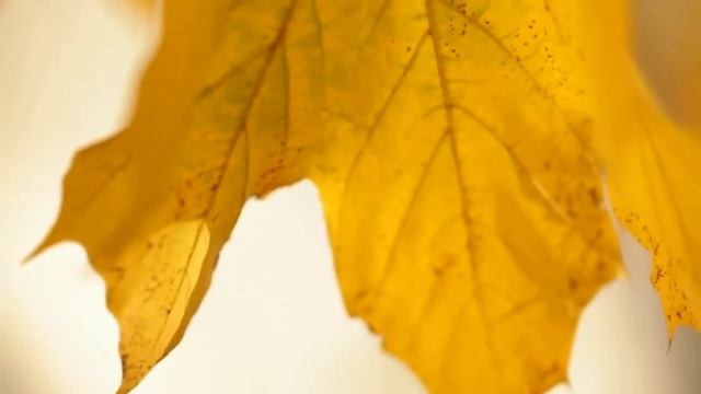 Осенний блюз, автор Наталия Говорухина смотреть онлайн