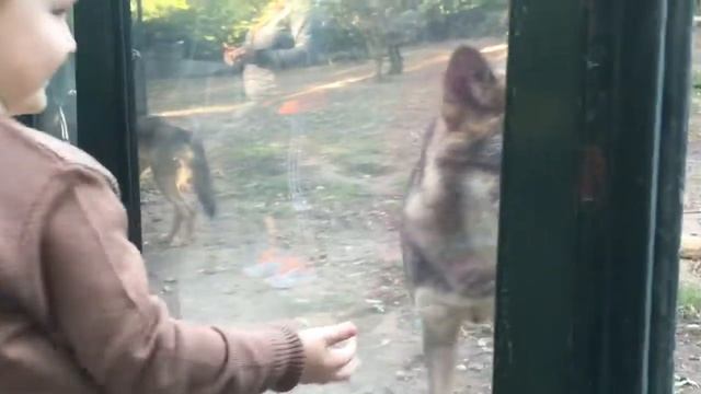 Северьян и волк. смотреть онлайн