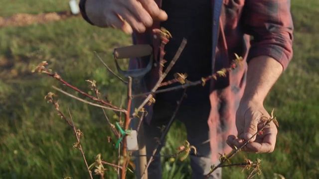 How to control leaf curl and aphids on fruit trees смотреть онлайн