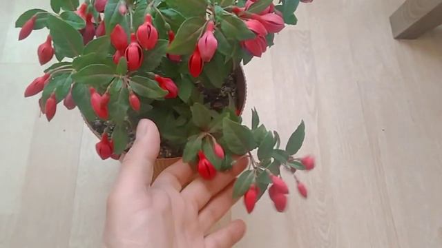 KÜPE ÇİÇEĞİ BAKIMI (fuchsia flower) смотреть онлайн