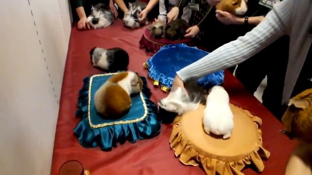 Оригинальный окрас свинок. Белые и Пушистые 2012 смотреть онлайн