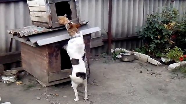 Афоня друг выходи ! смотреть онлайн