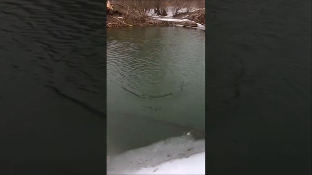 Зимний спиннинг 2024 #рыбалка2024 #icefishing #fishing #ribalka #зимнийспиннинг #spinning #river смотреть онлайн