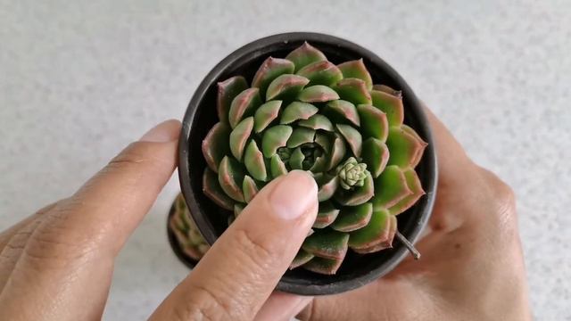 🤩 Hermosa Echeveria Emerald смотреть онлайн