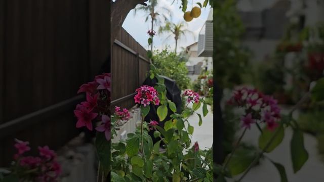 Spring is here! Kfar Sava Israel 2023 смотреть онлайн
