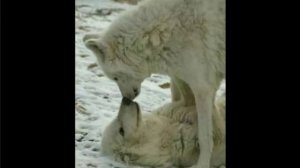 Я хочу чтоб ты стала моею женой.