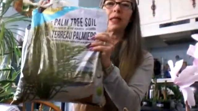 Fycus Lyrata Bambino repotting de las plantas de Silvia смотреть онлайн