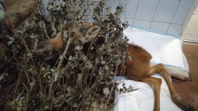 У каждой Велесовской Кошки должен быть большой друг. Гоша. смотреть онлайн
