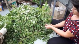 Готовим березовые веники для бани.