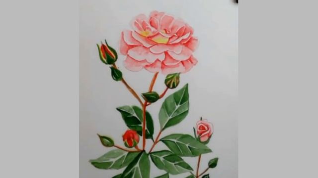 Ускоренное рисование. Картина акварелью "Розовая роза" смотреть онлайн