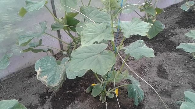 Вялые листья у огурцов, что делать смотреть онлайн
