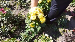 ГЕОРГИНЫ ВЕГЕТАТИВНЫЕ ОБЗОР.