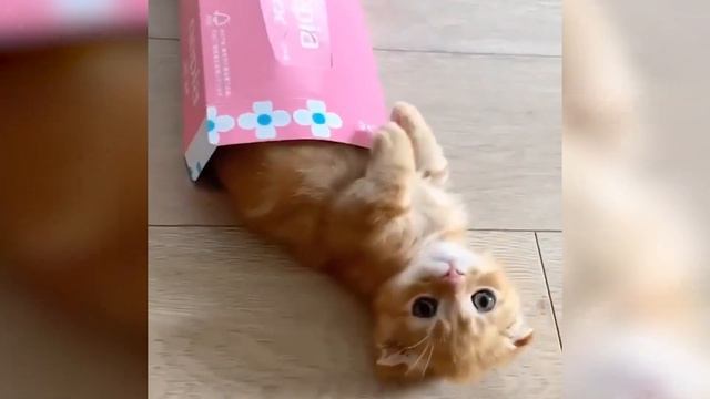 ЧТО ДЕЛАЕТ ЭТОТ КОТ?... Самые смешные животные. Видео с котиками. Смешные коты. смотреть онлайн