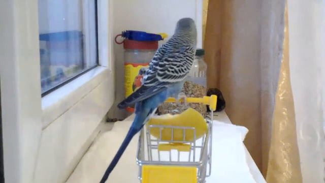 #1.ТОШИНЫ РАЗВЛЕЧЕНИЯ.читайте описание комментариях... смотреть онлайн