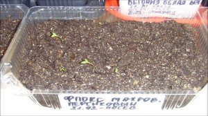 Флоксы.  Выращивание из семян.  2 - 11 день (№2).