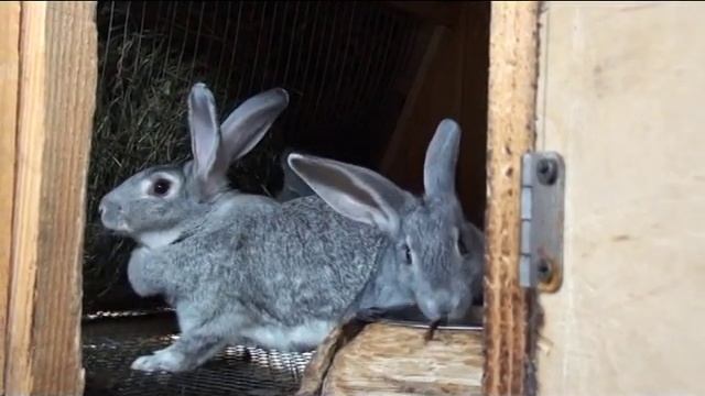 ЛПХ крольчонОК смотреть онлайн