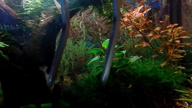 Аквариумные креветки неокаридины пасутся на пинцете смотреть онлайн