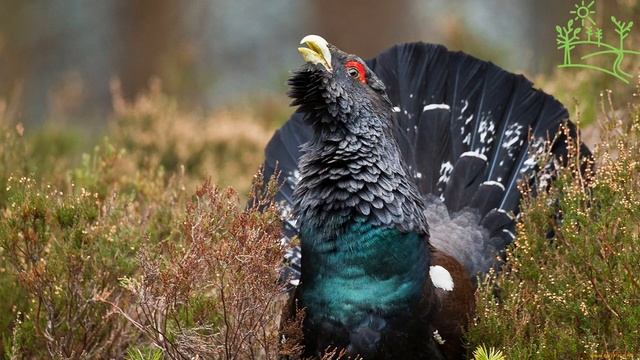 Голоса птиц Как поёт Глухарь (Tetrao urogallus).mp4 смотреть онлайн