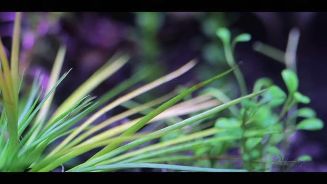 UBUSIN ANG PESTENG SNAIL GAMIT ANG ITLOG?? смотреть онлайн