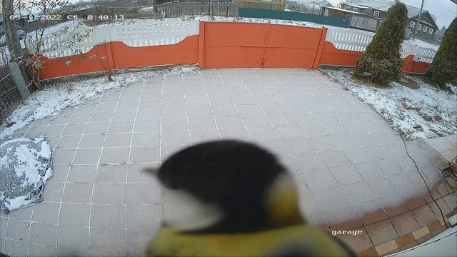 к нам прилетела синица в гости смотреть онлайн