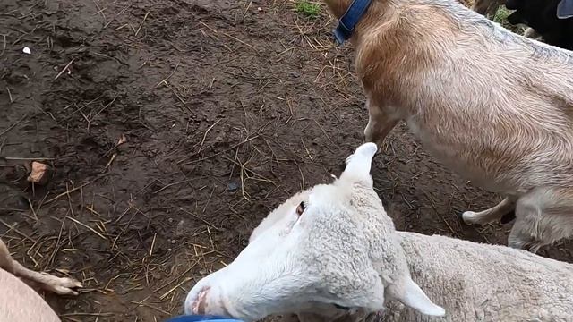 Первое утро на ЧЕРНИЧНОМ ХУТОРЕ. Приключения начинаются