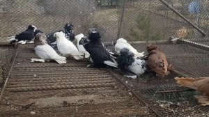 Голуби - Бухарские барабанщики. Кто они и откуда?