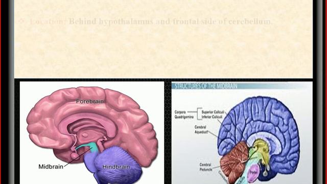 8.2: Brain, Ventricle, Spinal cord смотреть онлайн