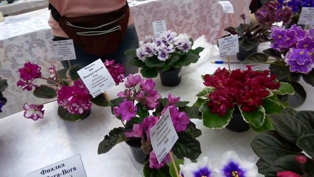 Сортовые фиалки, что должно вырасти из деток #StayHome