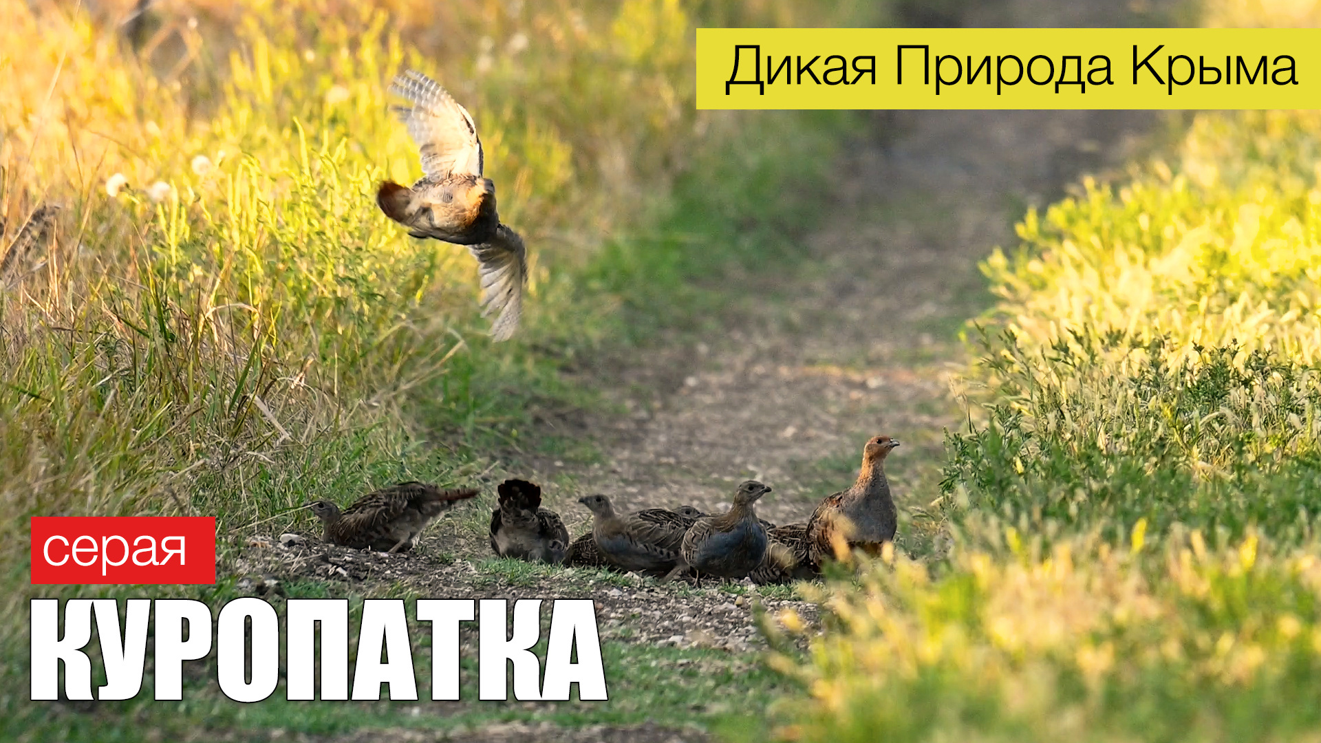 Куропатки чудят. Забавное поведение молодых серых куропаток смотреть онлайн