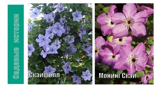 Простой дизайн-проект входной зоны // растения для сада // розы в саду// садовые композиции смотреть онлайн