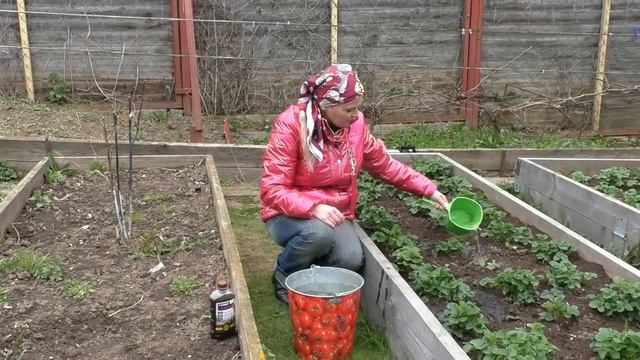 Уход за клубникой в мае смотреть онлайн